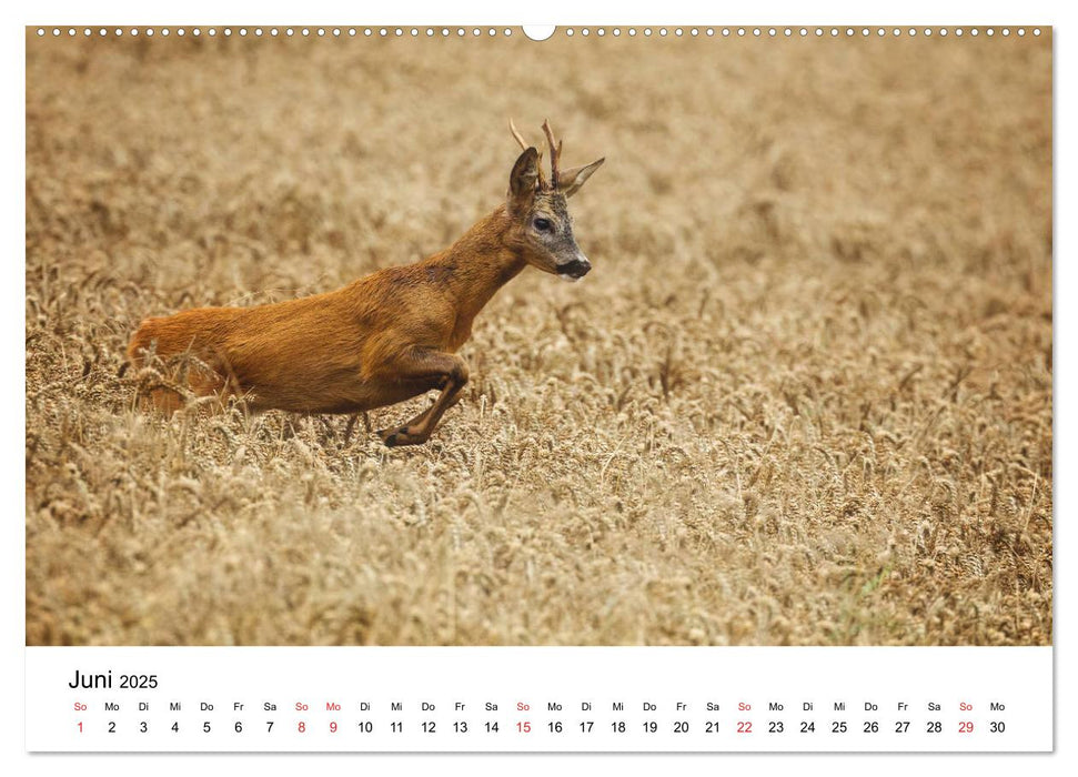 Unsere heimische Tierwelt (CALVENDO Premium Wandkalender 2025)