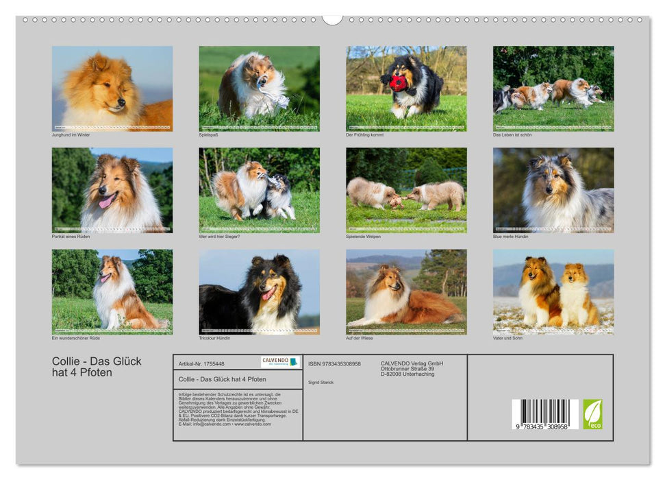 Collie - Das Glück hat 4 Pfoten (CALVENDO Premium Wandkalender 2025)