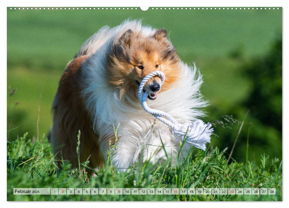 Collie - Das Glück hat 4 Pfoten (CALVENDO Premium Wandkalender 2025)