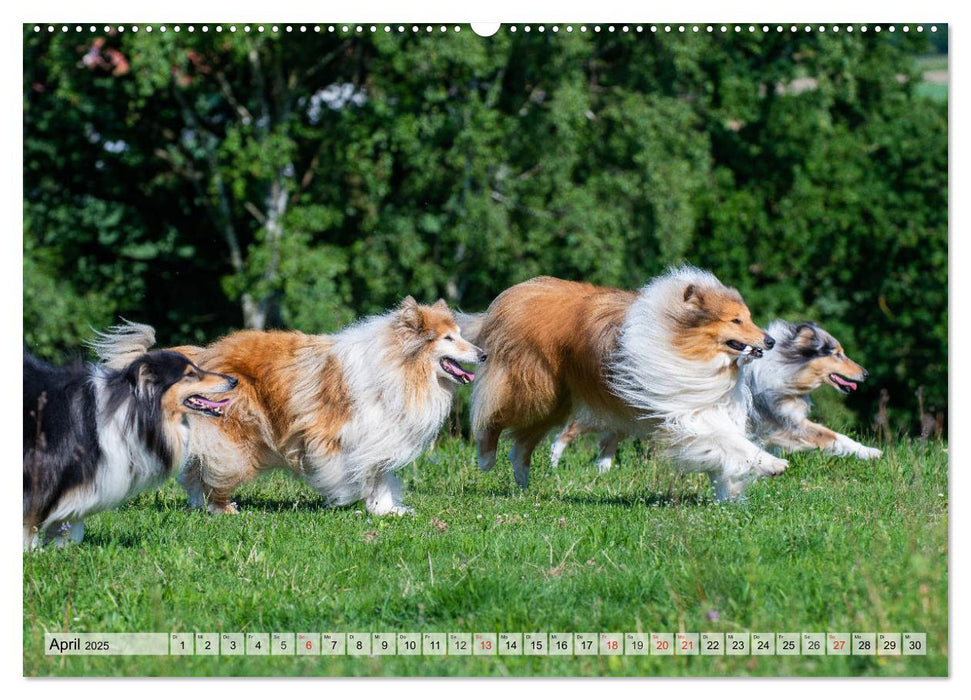 Collie - Das Glück hat 4 Pfoten (CALVENDO Premium Wandkalender 2025)