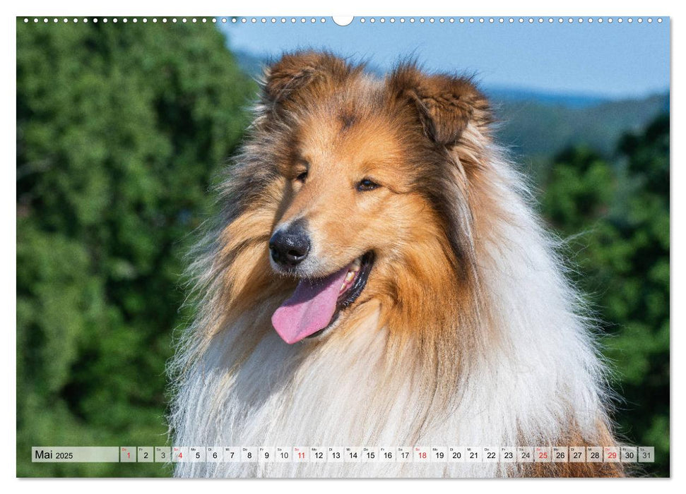 Collie - Das Glück hat 4 Pfoten (CALVENDO Premium Wandkalender 2025)