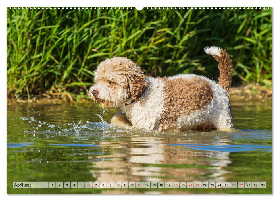 Lagotto Romagnolo - Ein Hund zum Verlieben (CALVENDO Premium Wandkalender 2025)