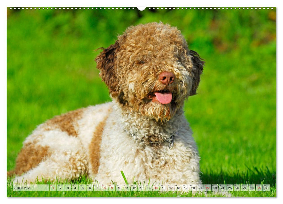 Lagotto Romagnolo - Ein Hund zum Verlieben (CALVENDO Premium Wandkalender 2025)