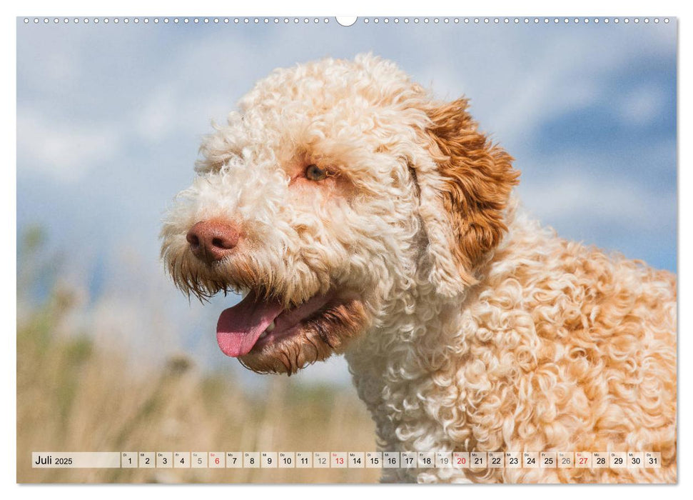 Lagotto Romagnolo - Ein Hund zum Verlieben (CALVENDO Premium Wandkalender 2025)