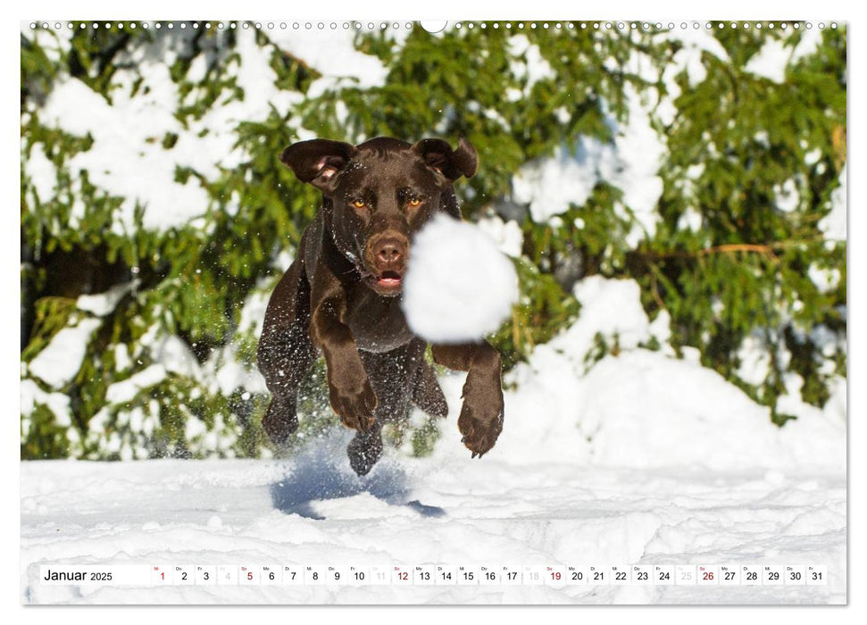 Freund auf 4 Pfoten - Labrador Retriever (CALVENDO Premium Wandkalender 2025)