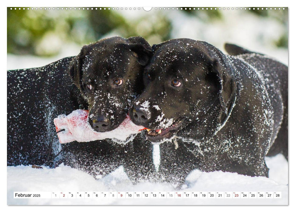 Freund auf 4 Pfoten - Labrador Retriever (CALVENDO Premium Wandkalender 2025)