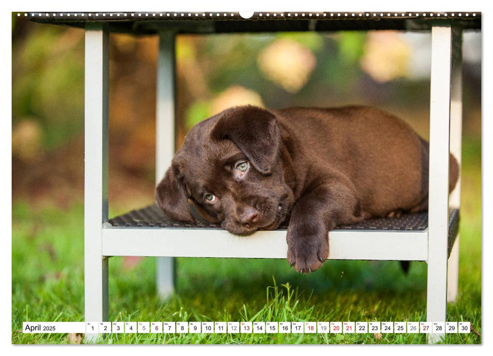 Freund auf 4 Pfoten - Labrador Retriever (CALVENDO Premium Wandkalender 2025)