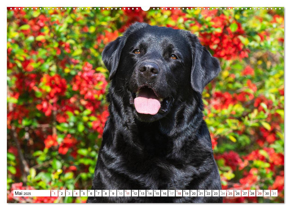 Freund auf 4 Pfoten - Labrador Retriever (CALVENDO Premium Wandkalender 2025)