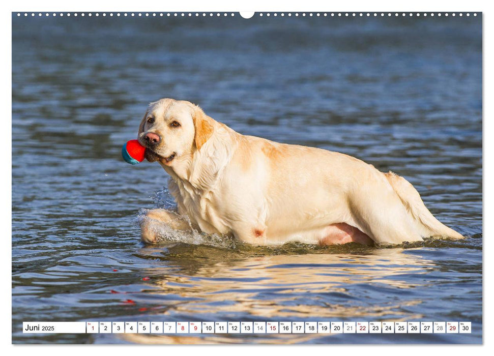 Freund auf 4 Pfoten - Labrador Retriever (CALVENDO Premium Wandkalender 2025)