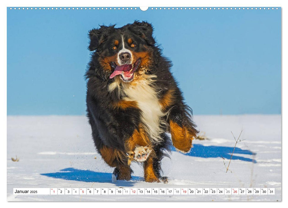 Schweizer Sennenhunde - die Hunde aus den Schweizer Alpen (CALVENDO Premium Wandkalender 2025)