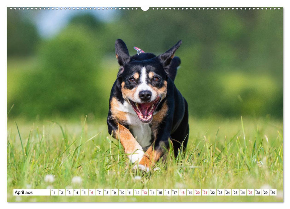 Schweizer Sennenhunde - die Hunde aus den Schweizer Alpen (CALVENDO Premium Wandkalender 2025)