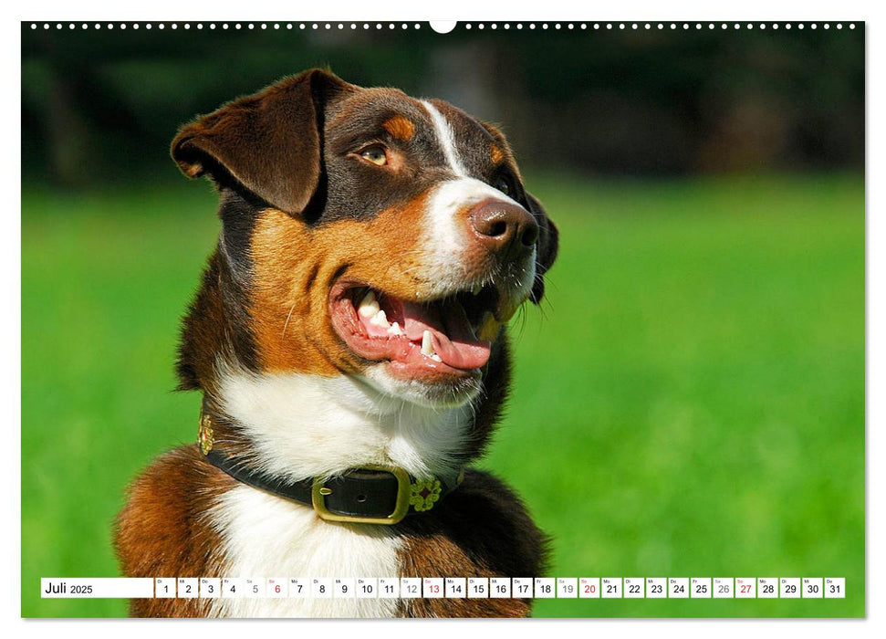 Schweizer Sennenhunde - die Hunde aus den Schweizer Alpen (CALVENDO Premium Wandkalender 2025)