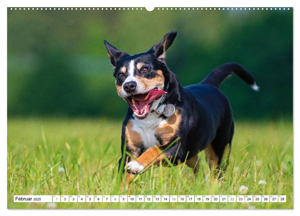 Mein bester Freund - Entlebucher Sennenhund (CALVENDO Premium Wandkalender 2025)