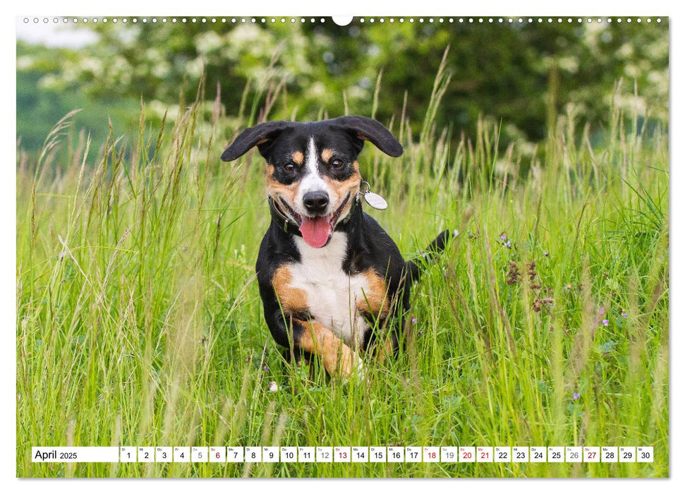 Mein bester Freund - Entlebucher Sennenhund (CALVENDO Premium Wandkalender 2025)