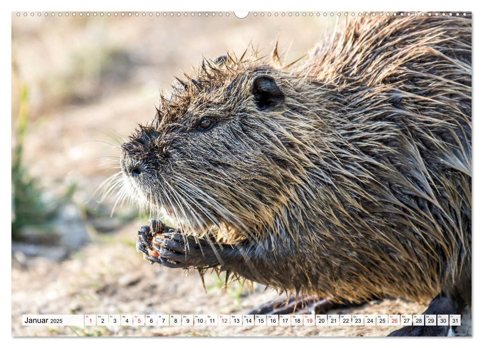 NUTRIA mit Nachwuchs (CALVENDO Premium Wandkalender 2025)