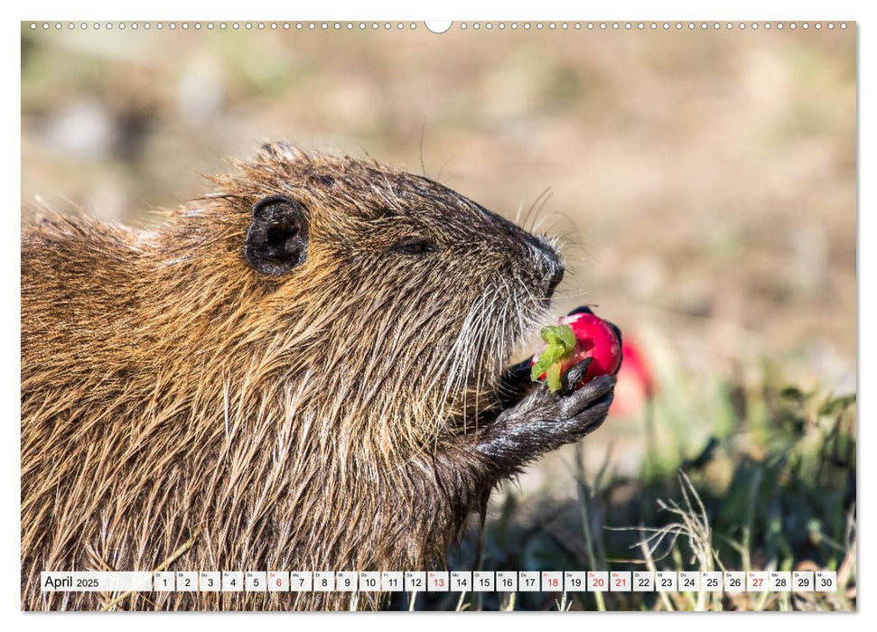 NUTRIA mit Nachwuchs (CALVENDO Premium Wandkalender 2025)