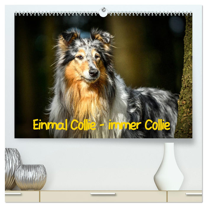 Einmal Collie - immer Collie (CALVENDO Premium Wandkalender 2025)