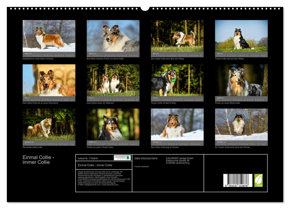 Einmal Collie - immer Collie (CALVENDO Premium Wandkalender 2025)