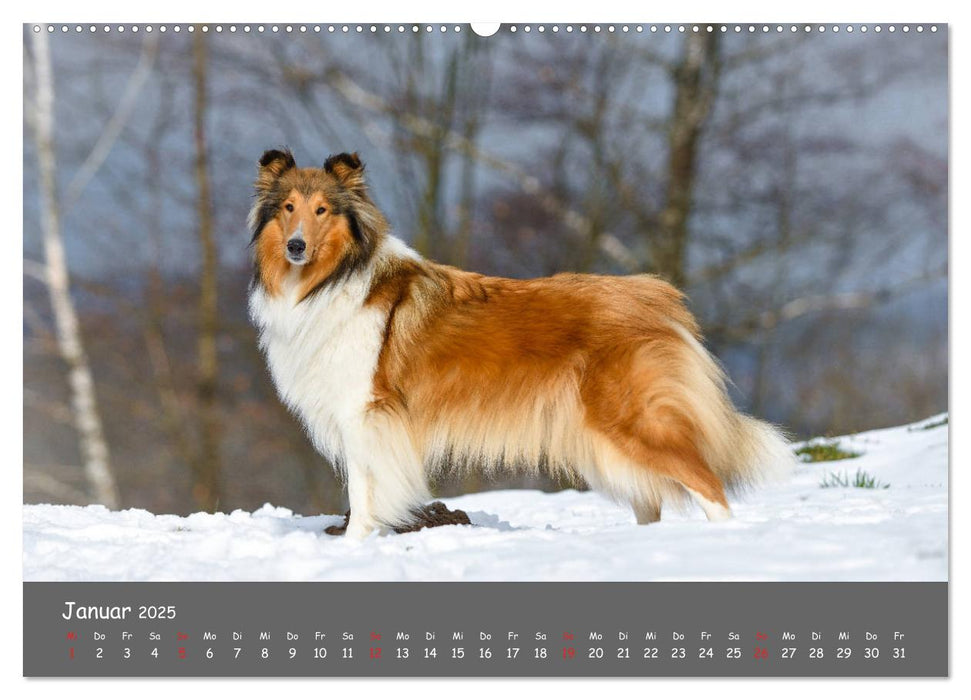 Einmal Collie - immer Collie (CALVENDO Premium Wandkalender 2025)