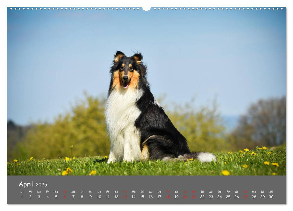 Einmal Collie - immer Collie (CALVENDO Premium Wandkalender 2025)