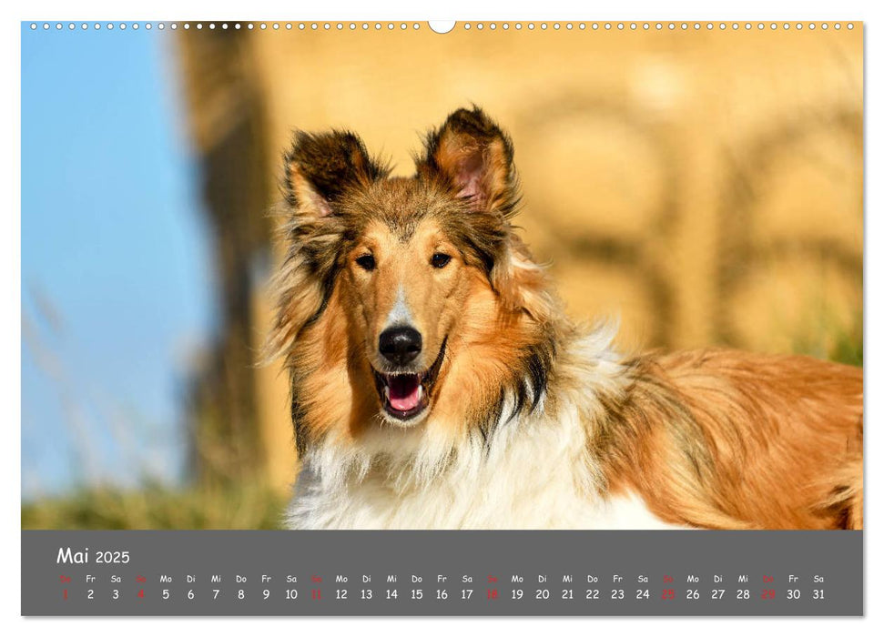 Einmal Collie - immer Collie (CALVENDO Premium Wandkalender 2025)