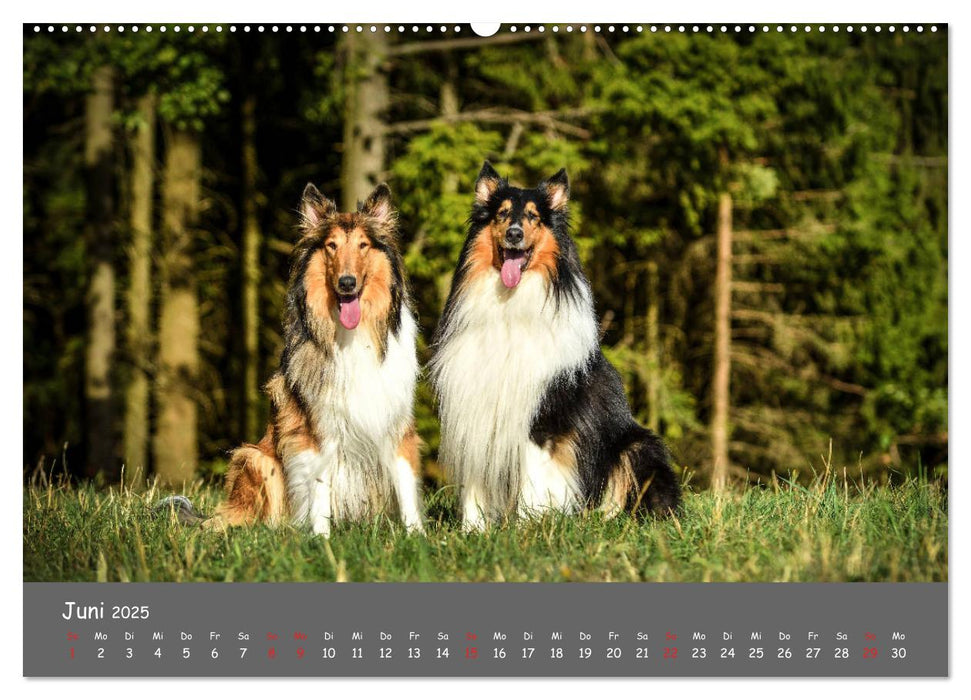 Einmal Collie - immer Collie (CALVENDO Premium Wandkalender 2025)