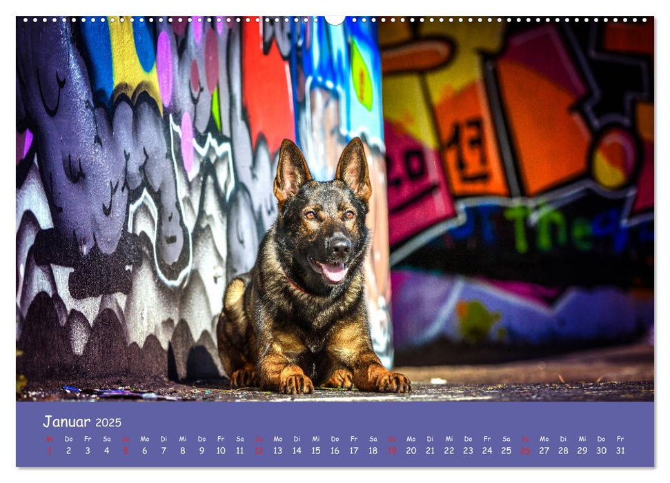 Hunde und Graffiti (CALVENDO Premium Wandkalender 2025)