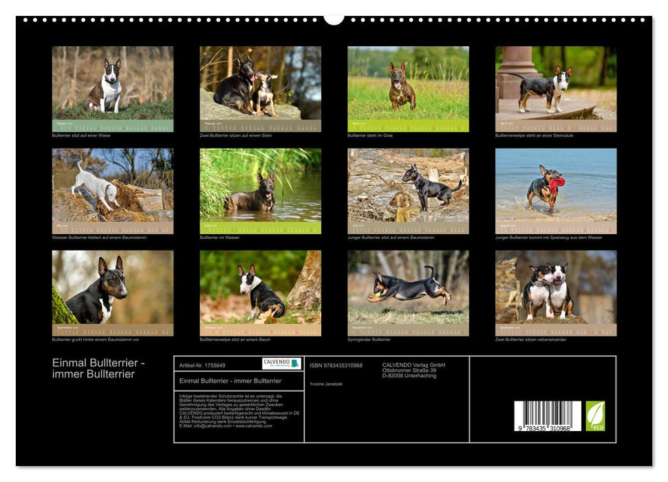 Einmal Bullterrier - immer Bullterrier (CALVENDO Premium Wandkalender 2025)