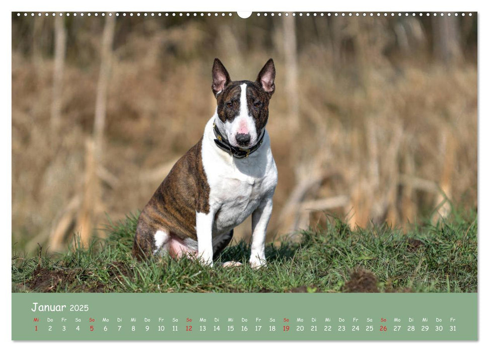 Einmal Bullterrier - immer Bullterrier (CALVENDO Premium Wandkalender 2025)