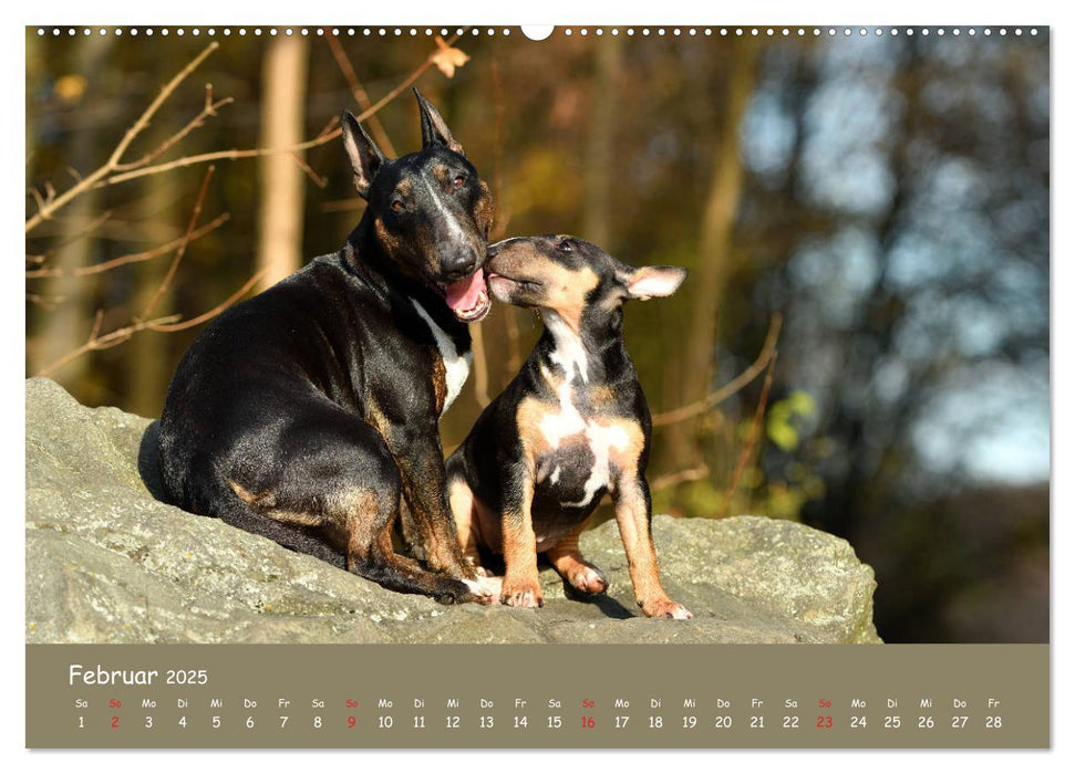 Einmal Bullterrier - immer Bullterrier (CALVENDO Premium Wandkalender 2025)