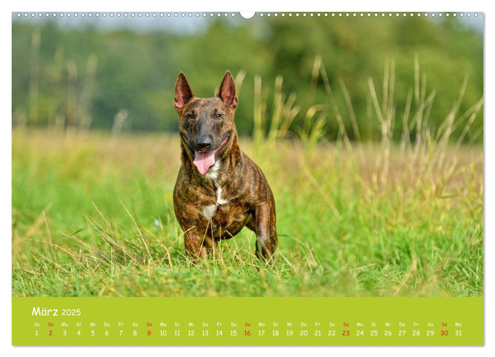 Einmal Bullterrier - immer Bullterrier (CALVENDO Premium Wandkalender 2025)