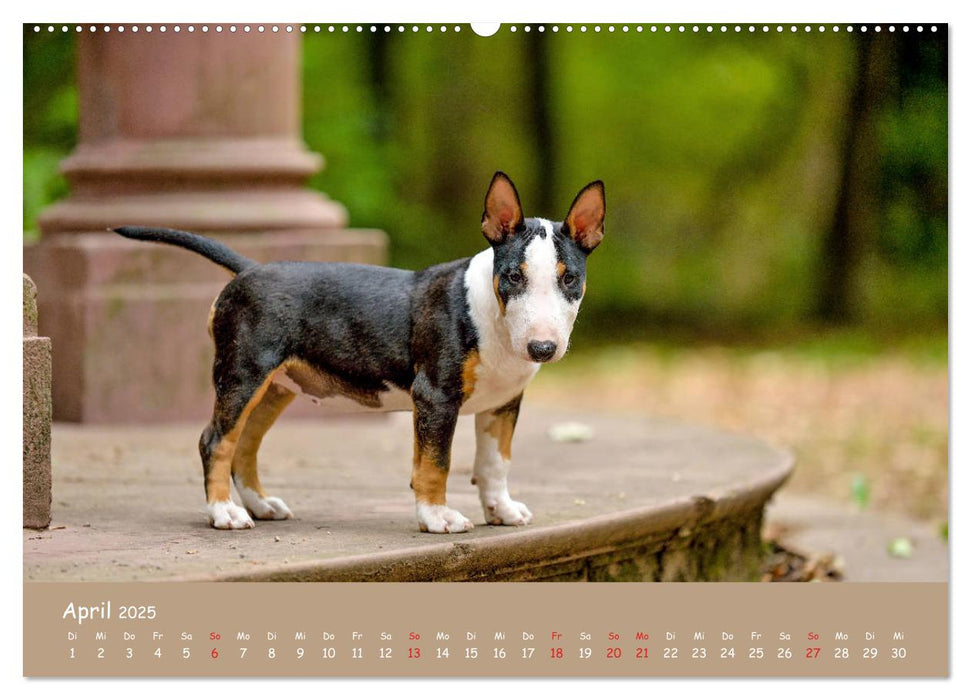 Einmal Bullterrier - immer Bullterrier (CALVENDO Premium Wandkalender 2025)