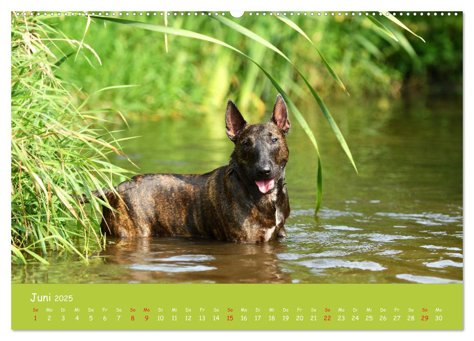 Einmal Bullterrier - immer Bullterrier (CALVENDO Premium Wandkalender 2025)