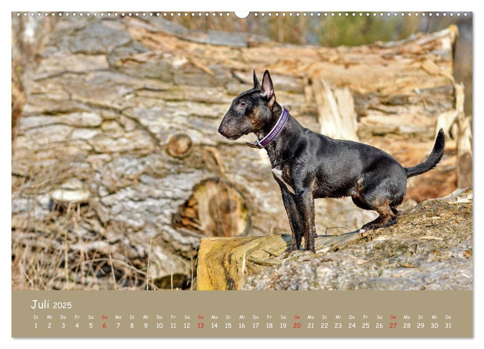 Einmal Bullterrier - immer Bullterrier (CALVENDO Premium Wandkalender 2025)