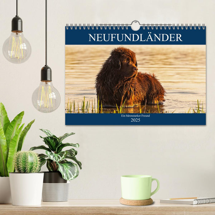 Neufundländer - Ein bärenstarker Freund (CALVENDO Wandkalender 2025)