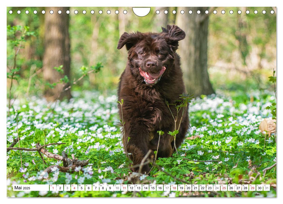 Neufundländer - Ein bärenstarker Freund (CALVENDO Wandkalender 2025)