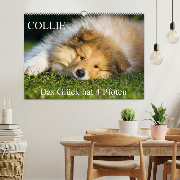 Collie - Das Glück hat 4 Pfoten (CALVENDO Wandkalender 2025)