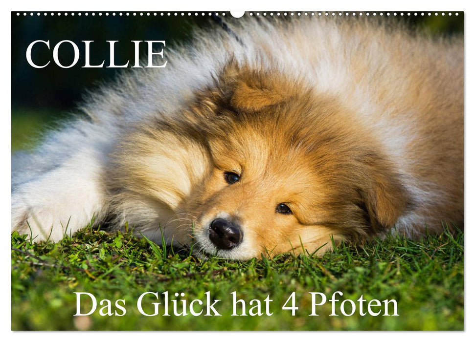 Collie - Das Glück hat 4 Pfoten (CALVENDO Wandkalender 2025)