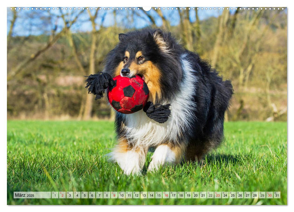 Collie - Das Glück hat 4 Pfoten (CALVENDO Wandkalender 2025)