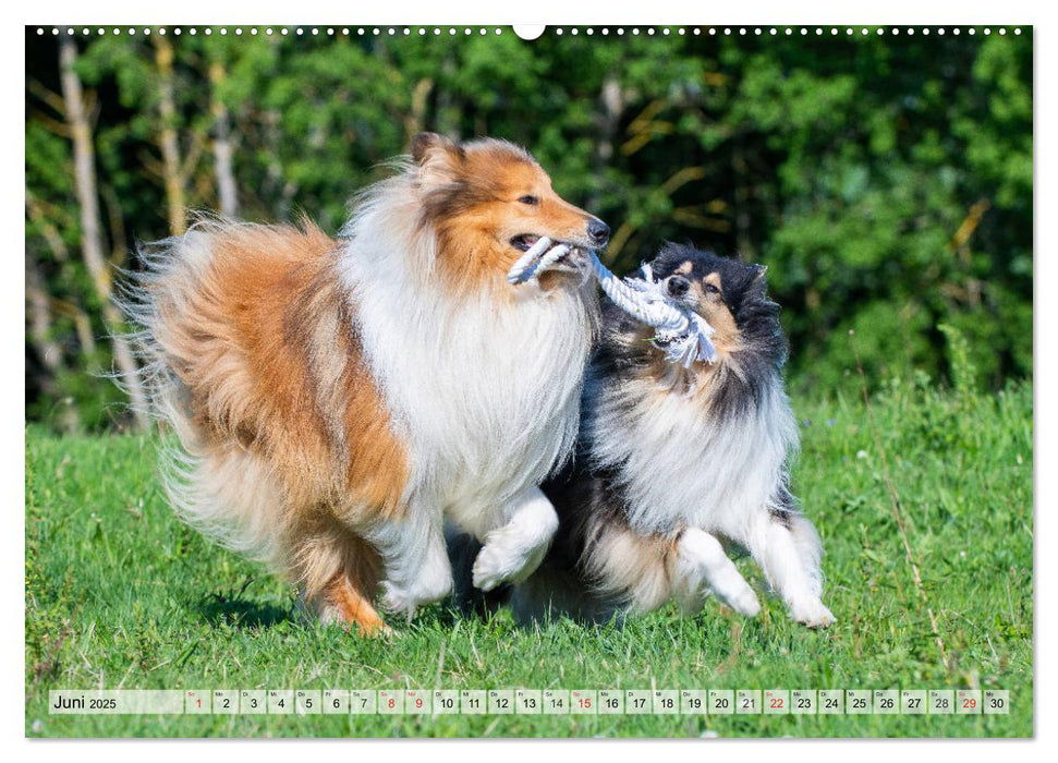 Collie - Das Glück hat 4 Pfoten (CALVENDO Wandkalender 2025)