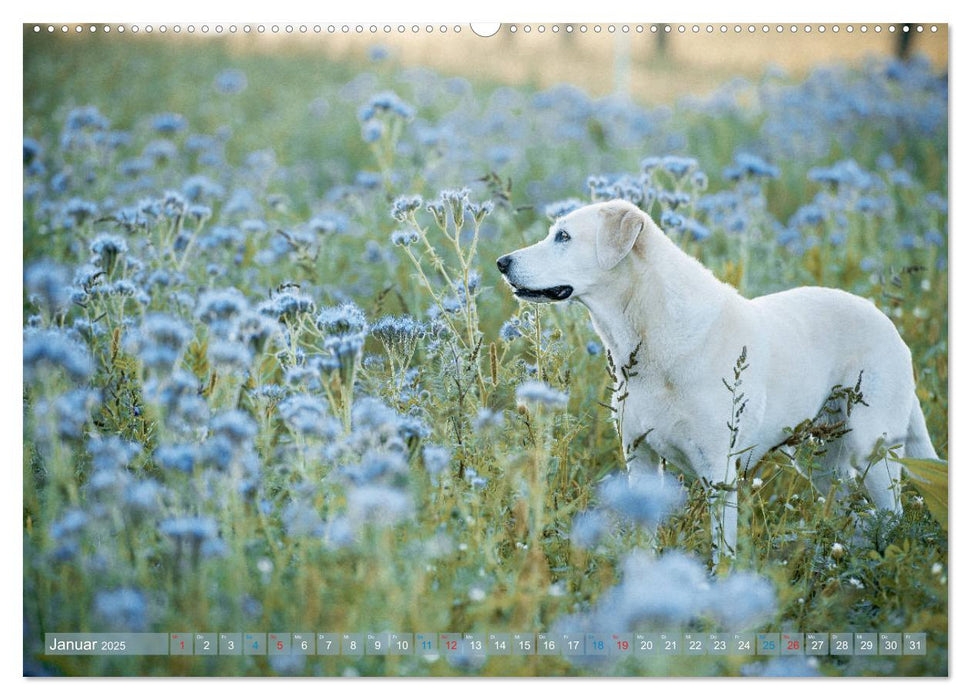 Faszination Labrador - gelb, foxred, schwarz (CALVENDO Premium Wandkalender 2025)