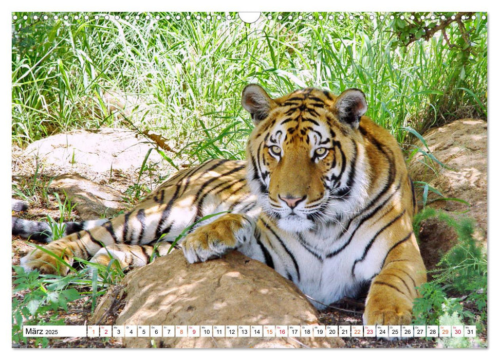 TIGER IMPRESSIONEN Gestreifte Seltenheit auf unserer Erde (CALVENDO Wandkalender 2025)