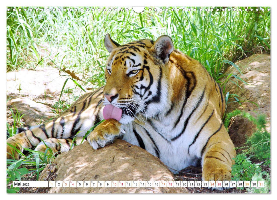 TIGER IMPRESSIONEN Gestreifte Seltenheit auf unserer Erde (CALVENDO Wandkalender 2025)