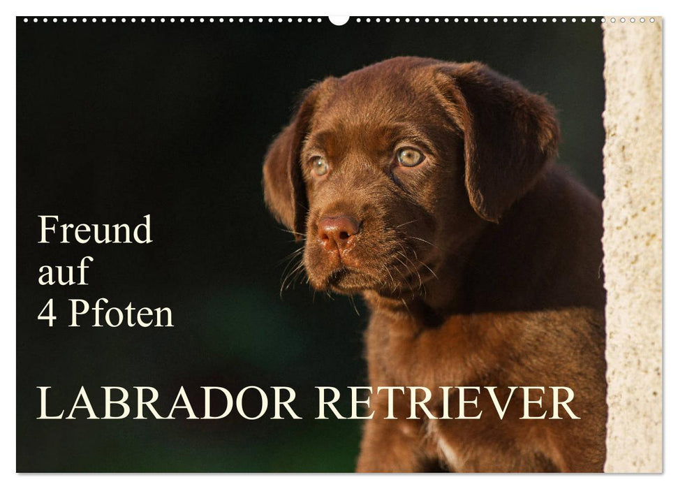 Freund auf 4 Pfoten - Labrador Retriever (CALVENDO Wandkalender 2025)