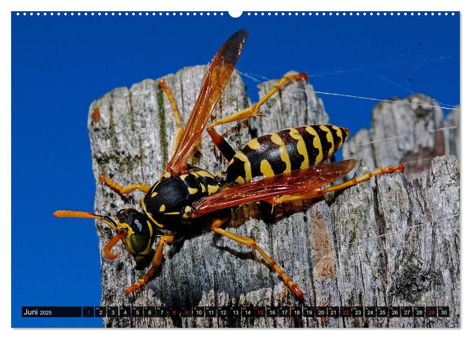 Abneigung und Ekel. Die unbeliebtesten Tiere (CALVENDO Wandkalender 2025)