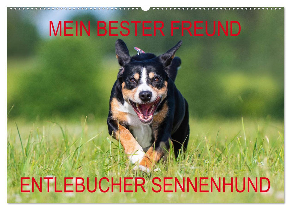 Mein bester Freund - Entlebucher Sennenhund (CALVENDO Wandkalender 2025)