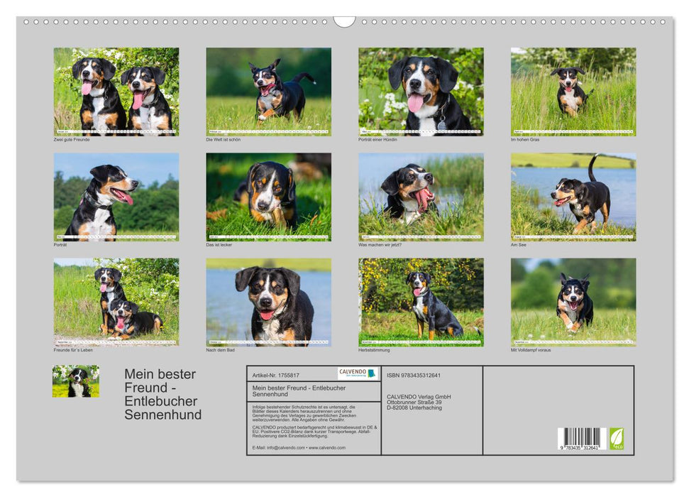 Mein bester Freund - Entlebucher Sennenhund (CALVENDO Wandkalender 2025)