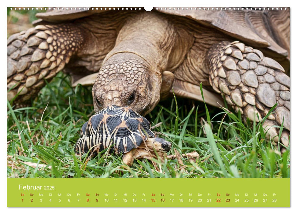 Meine Schildkröten (CALVENDO Premium Wandkalender 2025)