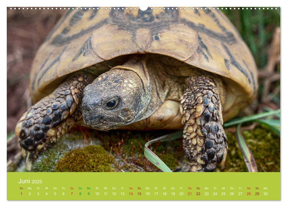 Meine Schildkröten (CALVENDO Premium Wandkalender 2025)