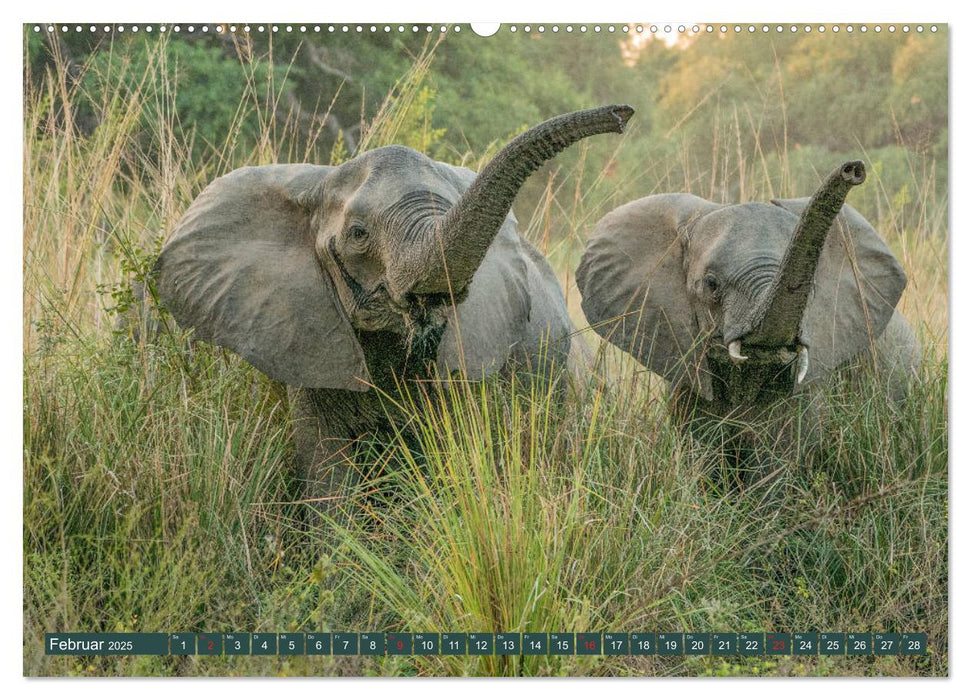 Wildlife Sambia (CALVENDO Wandkalender 2025)